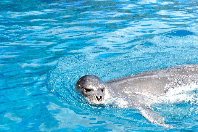 Responsible Whales and/or Dolphins Watching Tour - Who should choose the speedboat
