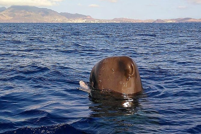 Responsible Whales and/or Dolphins Watching Tour - Timing, weather, and cancellation details