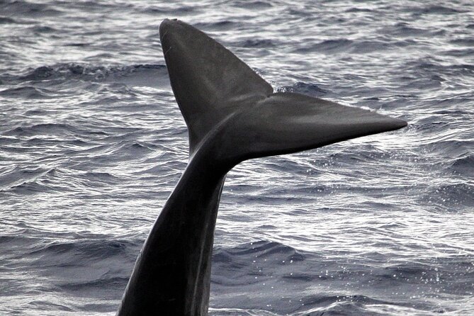 Responsible Whales and/or Dolphins Watching Tour - Searching Madeira’s waters for whales and dolphins
