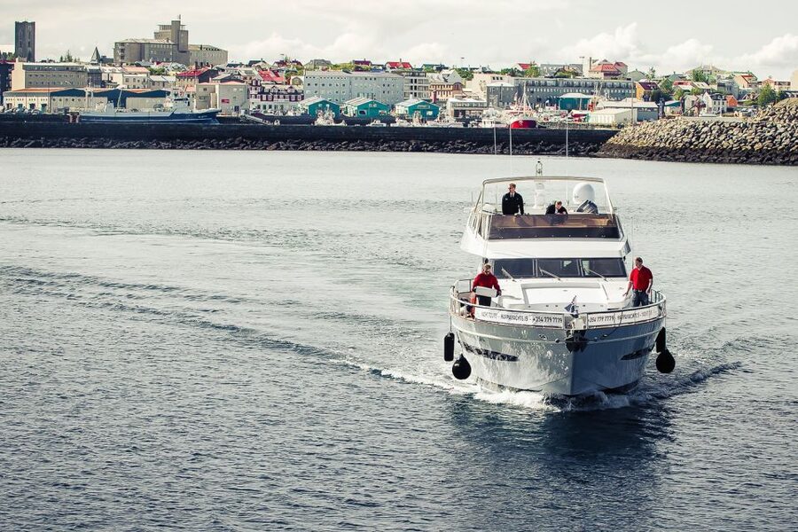Reykjavik: Whale Watching and Dolphin Watching Yacht Cruise - Key points at a glance