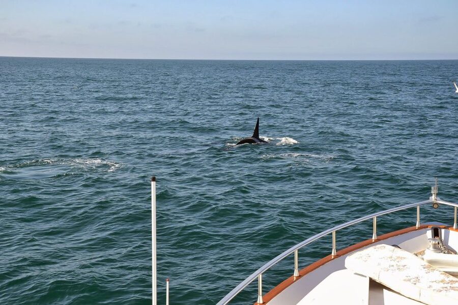 Reykjavik: Whale Watching and Dolphin Watching Yacht Cruise - Should you book the Harpa Yachts cruise?