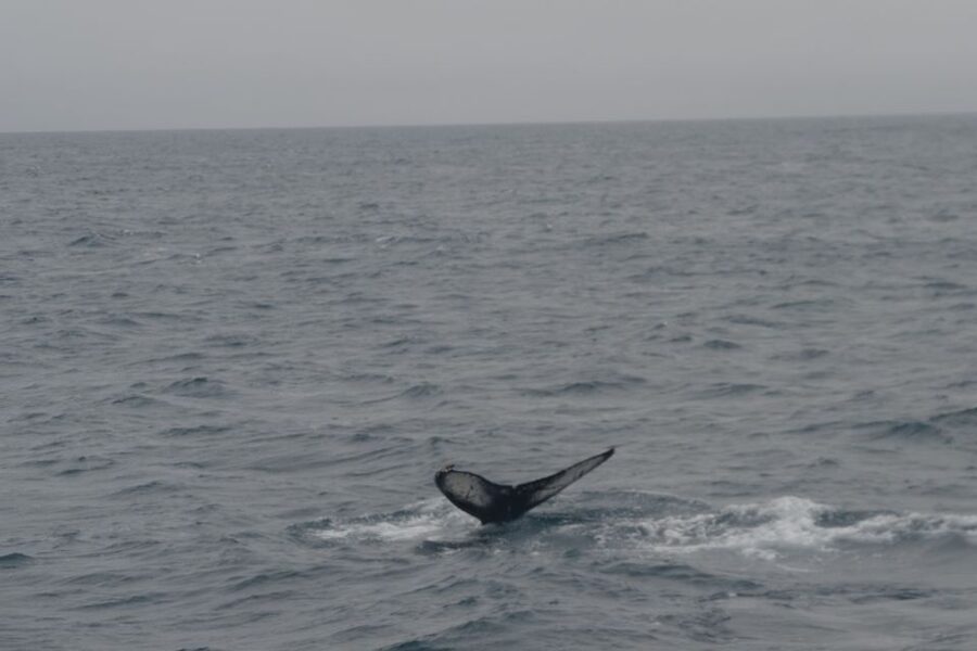 Reykjavik: Whale Watching and Dolphin Watching Yacht Cruise - Searching Faxafloi Bay for whales