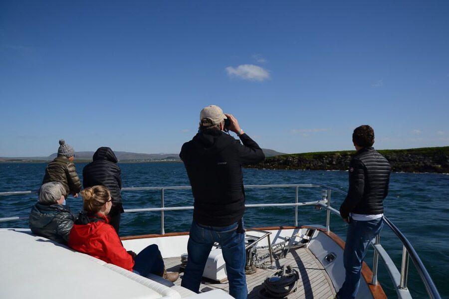 Reykjavik: Whale Watching and Dolphin Watching Yacht Cruise - Dolphins, porpoises, seals, and sea birds