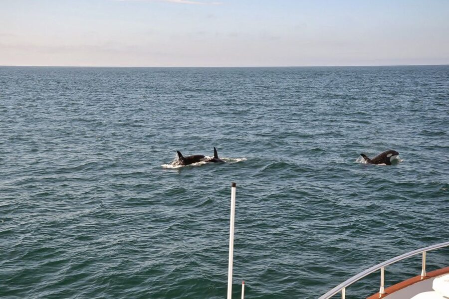 Reykjavik: Whale Watching and Dolphin Watching Yacht Cruise - What the three-hour route feels like