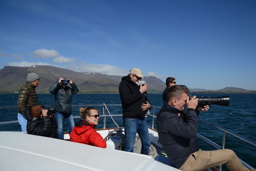 Reykjavik: Whale Watching and Dolphin Watching Yacht Cruise - Winter or summer: when should you go?