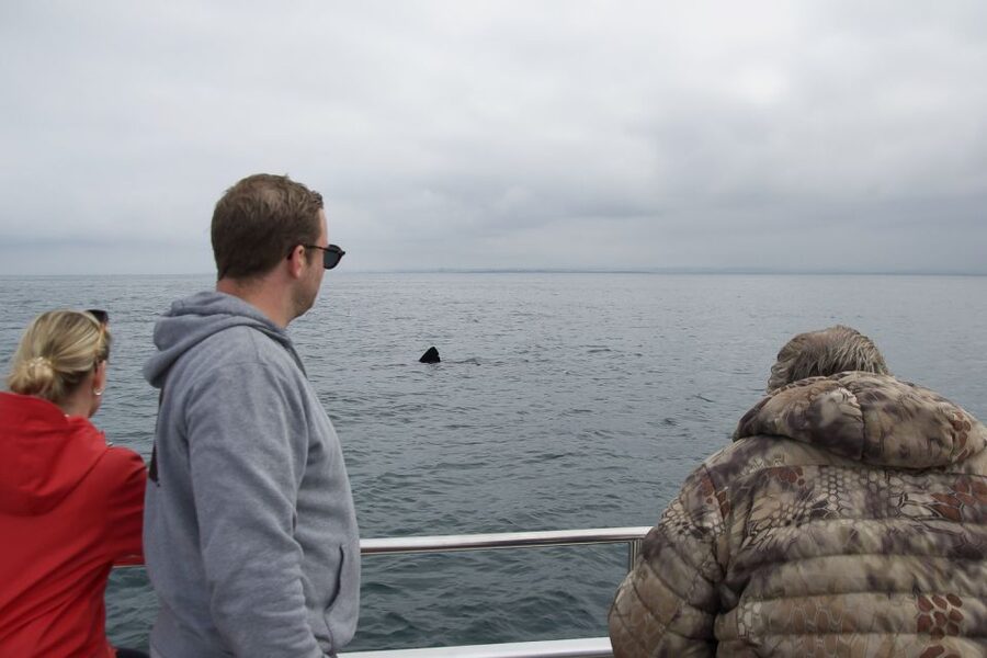 Reykjavik: Whale Watching and Dolphin Watching Yacht Cruise - What to wear and bring