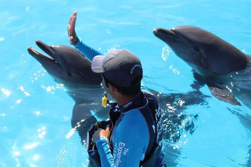 Riviera Maya: Dolphin Encounter with Beach Club Access - Timing, clothing, and practical preparation