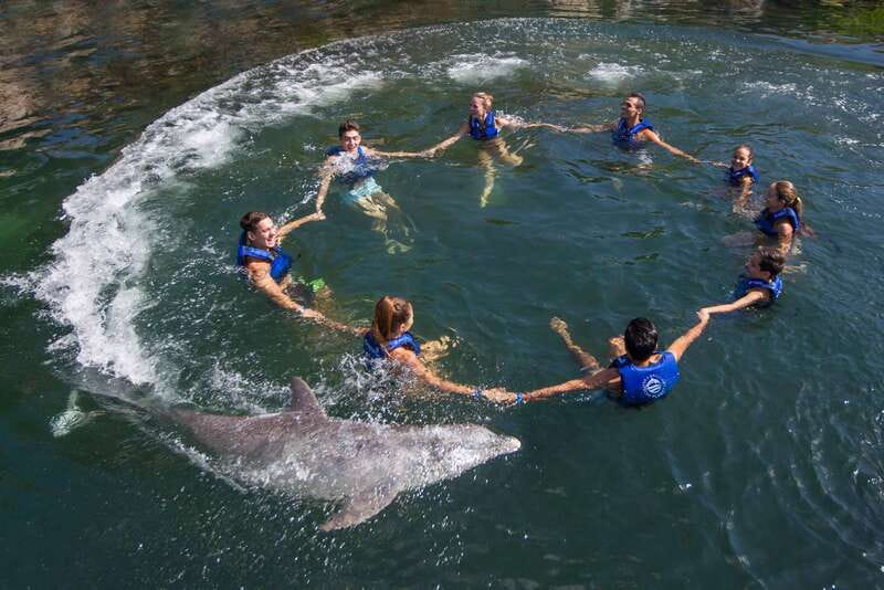Riviera Maya: Swimming Experience with Dolphins - What Happens During the 20 Minutes in the Water