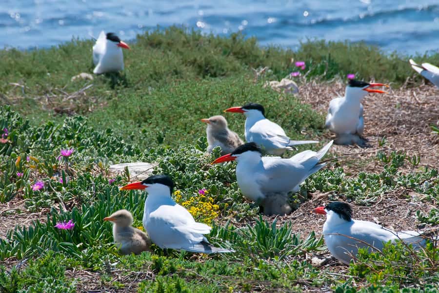Rockingham: Shoalwater Islands, Dolphins, and Sea Lions Tour - From Perth to Shoalwater Bay