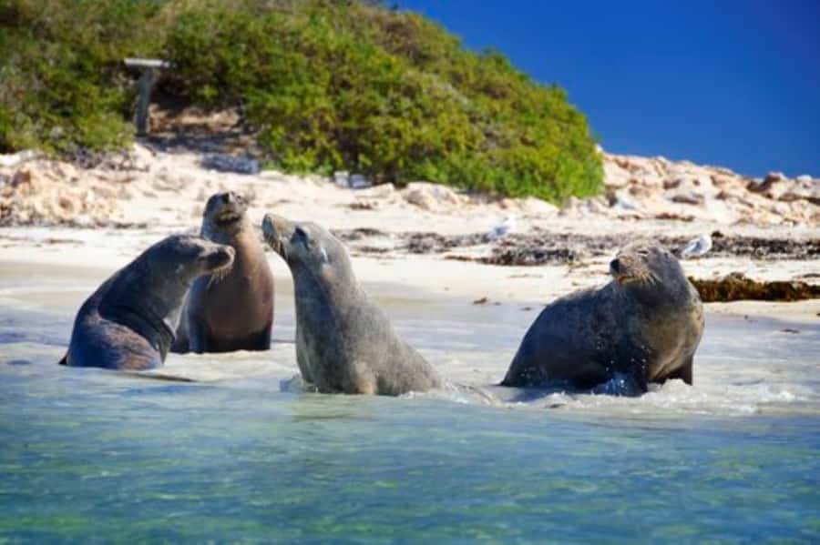 Rockingham: Shoalwater Islands, Dolphins, and Sea Lions Tour - Seal Island: The Most Reliable Wildlife Stop