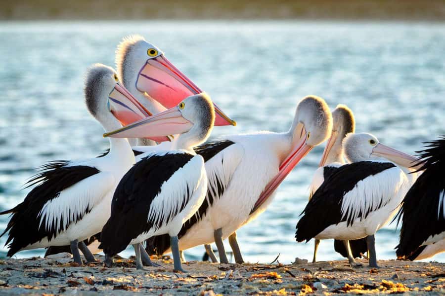 Rockingham: Shoalwater Islands, Dolphins, and Sea Lions Tour - Bird Island and the Coastal Birdlife