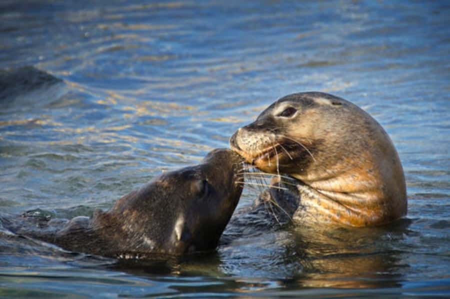 Rockingham: Shoalwater Islands, Dolphins, and Sea Lions Tour - Penguin Island, Closures, and What to Expect