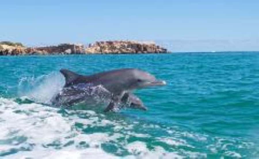 Rockingham: Shoalwater Islands, Dolphins, and Sea Lions Tour - The One-Hour Cruise Around Three Island Areas
