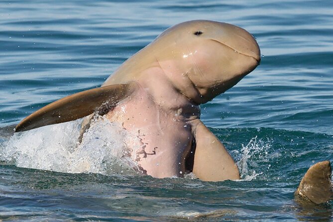 Roebuck Bay Sunset & Snubfin Dolphin Cruise - Why Roebuck Bay makes a good wildlife setting