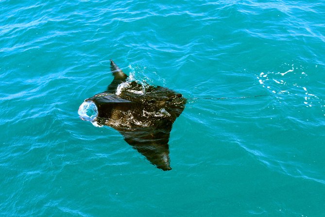 Roebuck Bay Sunset & Snubfin Dolphin Cruise - Food, drinks, and the onboard atmosphere
