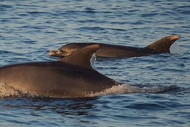 Romantic Boat Trip with Dolphin Watching - Seeing the Istrian coast from offshore