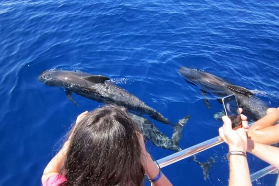 Roseau: Guided Dolphin and Whale Watching Tour With Drinks - Why Dominica is a strong place for whale watching