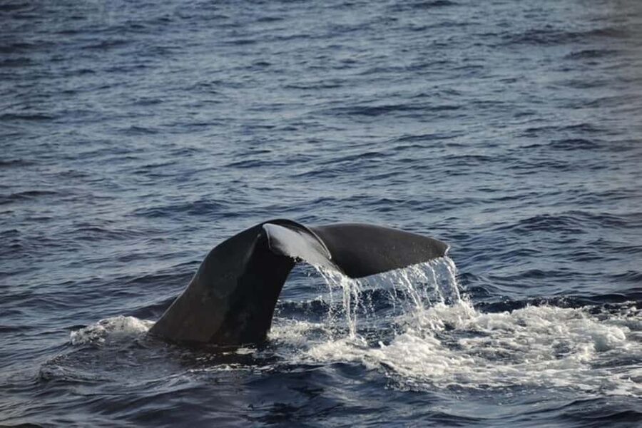 Roseau: Guided Dolphin and Whale Watching Tour With Drinks - Three hours in the sanctuary