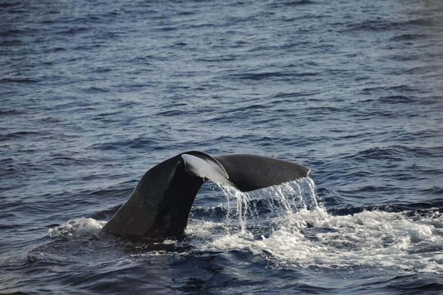Roseau: Guided Dolphin and Whale Watching Tour With Drinks - What the small boat feels like at sea