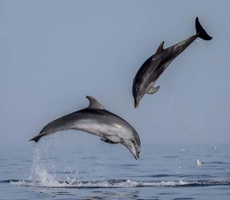 Rovinj: Dolphin Watching Sunset Speedboat Tour with Drinks - Fifteen minutes of Rovinj from the water