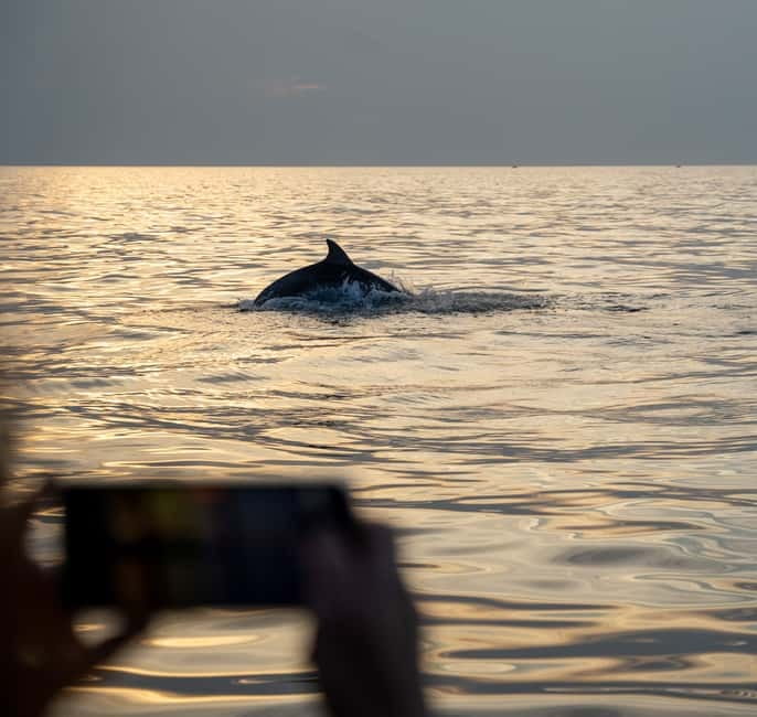 Rovinj: Dolphin Watching Sunset Speedboat Tour with Drinks - The 45-minute search for dolphins
