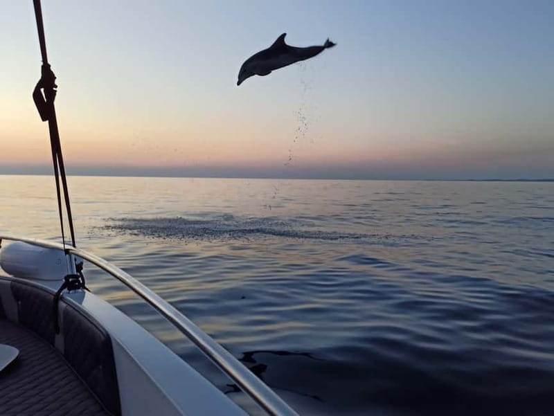 Rovinj: Dolphin Watching Sunset Speedboat Tour with Drinks - Loris, Nikola, and the human side of the tour