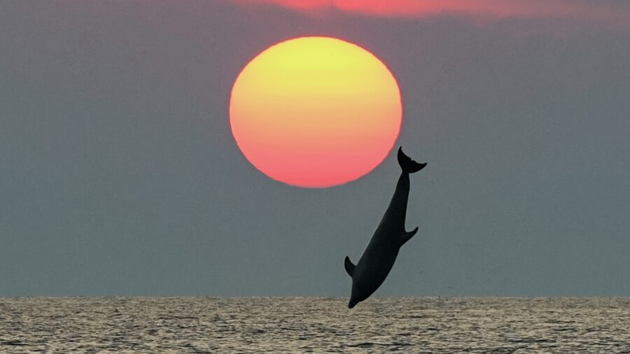 Rovinj: Family Friendly Dolphin Watching Tour - Searching for dolphins without turning them into a show