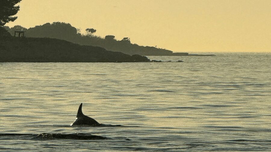 Rovinj: Family Friendly Dolphin Watching Tour - Who will enjoy this most?