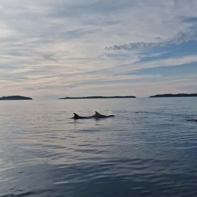 Rovinj: Shared Dolphin and Sunset Tour with Drinks - Key points to know before you book