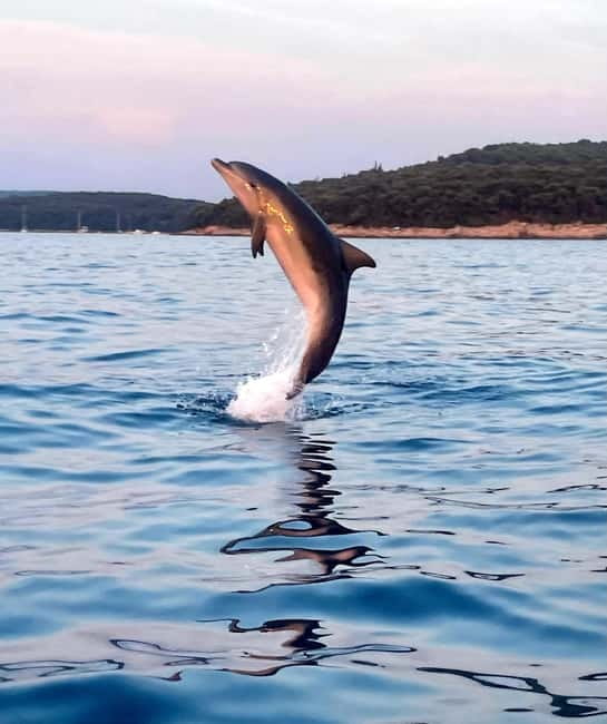 Rovinj: Shared Dolphin and Sunset Tour with Drinks - Why this short Rovinj cruise works so well