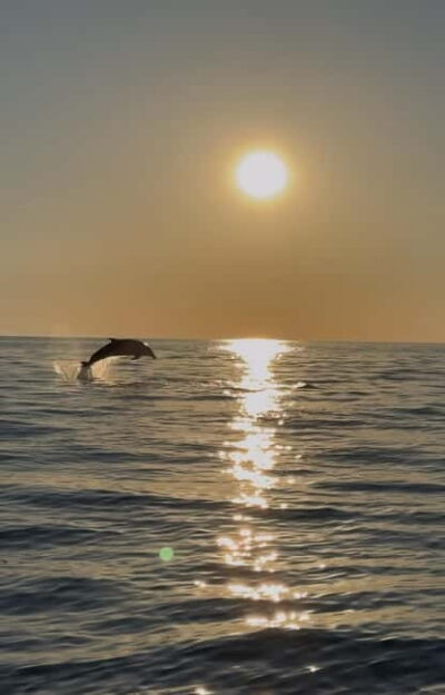 Shared Dolphin and Sunset Tour with Drinks