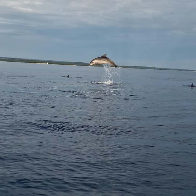 Rovinj: Shared Dolphin and Sunset Tour with Drinks - Forty-five minutes of dolphins, sea, and sunset