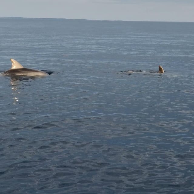 Rovinj: Shared Dolphin and Sunset Tour with Drinks - Drinks that make the trip feel easy