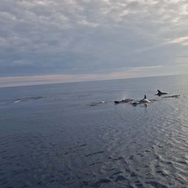 Rovinj: Shared Dolphin and Sunset Tour with Drinks - A shared boat, with a genuinely social feel