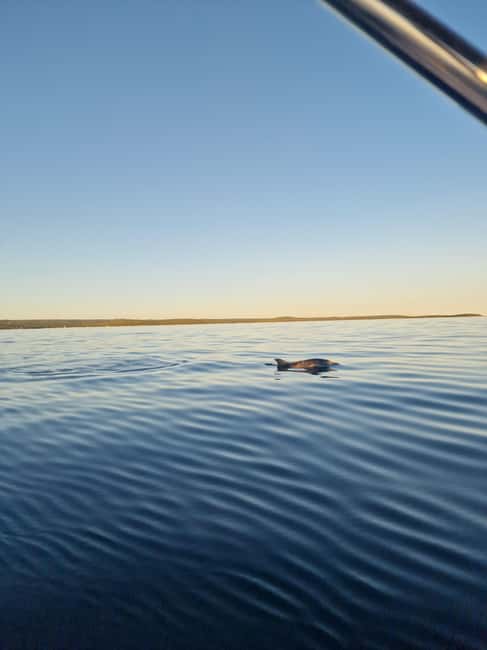 Rovinj: Shared Dolphin and Sunset Tour with Drinks - Timing the evening around 19:30 to 20:45
