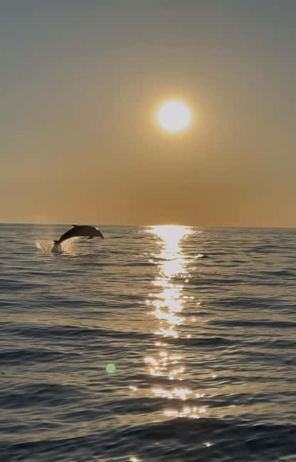 Rovinj: Shared Dolphin and Sunset Tour with Drinks - Meeting the boat at one of three Rovinj docks