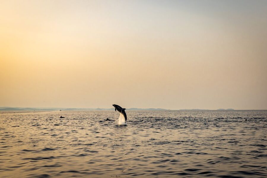 Rovinj: Sunrise Dolphins & Fishermen at Work Speedboat Tour - Weather, sea conditions, and the dolphin guarantee