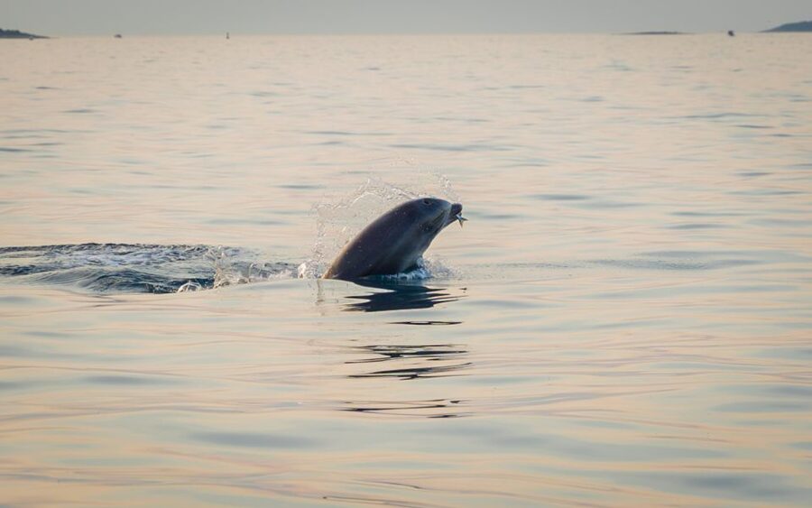 Rovinj: Sunrise Dolphins & Fishermen at Work Speedboat Tour - Why this dolphin trip feels different