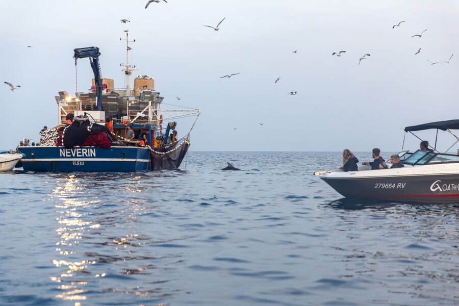Rovinj: Sunrise Dolphins & Fishermen at Work Speedboat Tour - The return ride and Rovinj from the sea