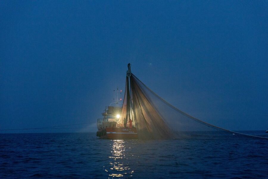 Rovinj: Sunrise Dolphins & Fishermen at Work Speedboat Tour - Is $93 a fair price?