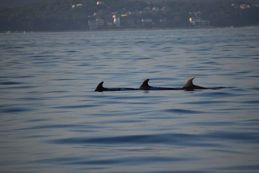 Rovinj: Sunset & dolphin group tours with Catamaran - Sunset over the sea and Rovinj’s Old Town