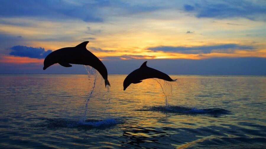 Rovinj: Sunset Speedboat Tour with Dolphin Watching - What the $35 price really buys you