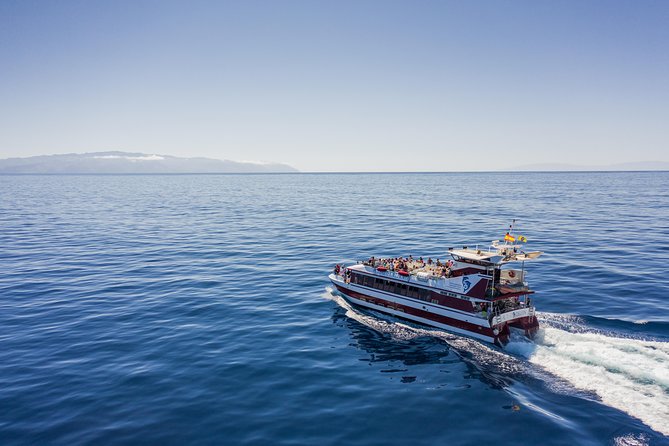 Royal Delfin 3H Dolphin & Whale Watching! Swimming & Lunch! - What Makes This Cruise Worth Considering