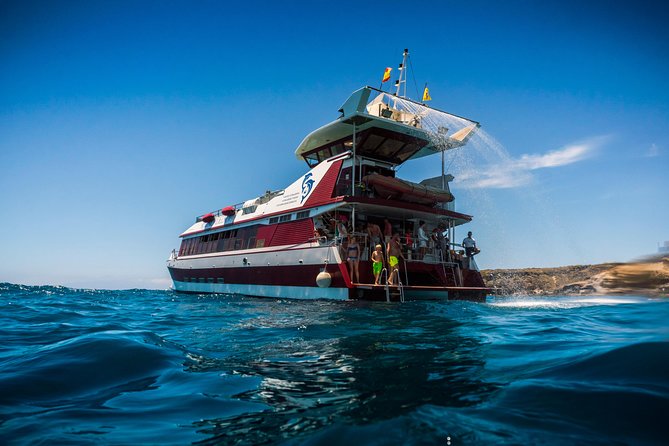 Royal Delfin 3H Dolphin & Whale Watching! Swimming & Lunch! - Leaving From Puerto Colón at 10:30