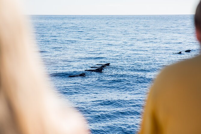 Royal Delfin 3H Dolphin & Whale Watching! Swimming & Lunch! - Lunch, Sangria, Beer, and Soft Drinks