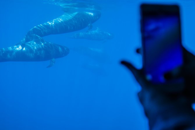 Royal Delfin 3H Dolphin & Whale Watching! Swimming & Lunch! - Swimming at Diego Hernandez Bay