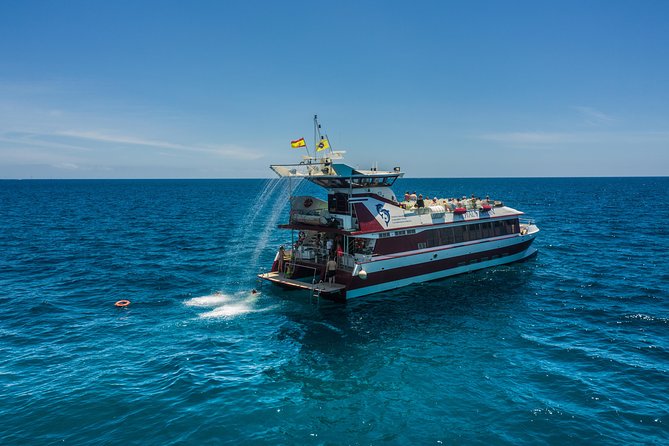 Royal Delfin 3H Dolphin & Whale Watching! Swimming & Lunch! - Who Will Enjoy Royal Delfin Most?