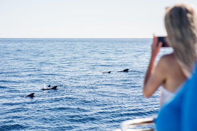 Royal Delfin - 4'5H Dolphin & Whale Watching - Los Gigantes Masca - Lunch & Swim - Key points to know before booking