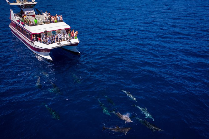 Royal Delfin - 4'5H Dolphin & Whale Watching - Los Gigantes Masca - Lunch & Swim - Arriving at Masca Bay for lunch and swimming