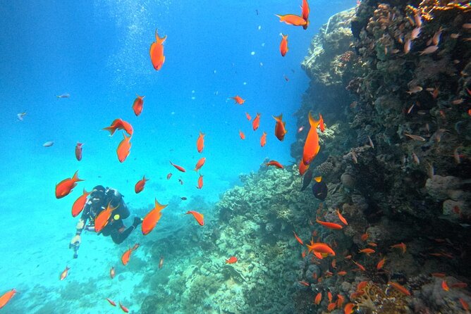 Royal Dolphin House Sea Trip Hurghada - Lunch, soft drinks, and the practical side of a full day